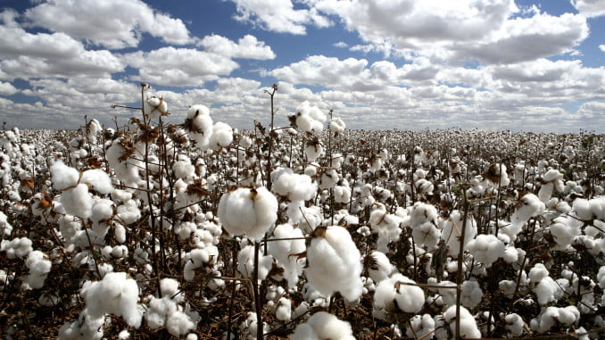 plantation of cotton contrast with clouds and sky