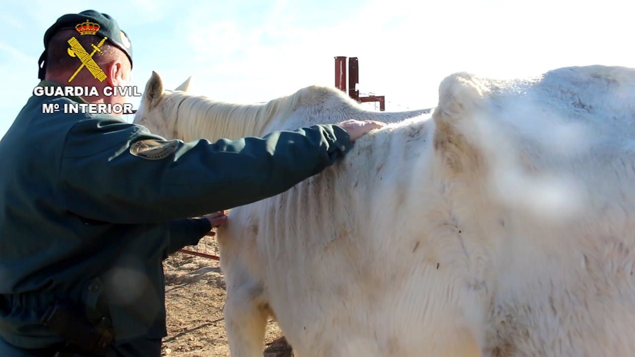Los caballos se encontraban extremadamente delgados