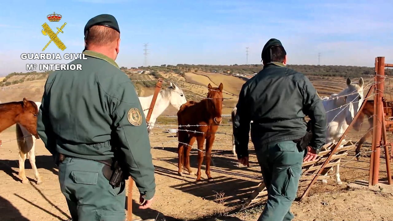 Los animales estaban "abandonados a su suerte" en una finca de Lucena